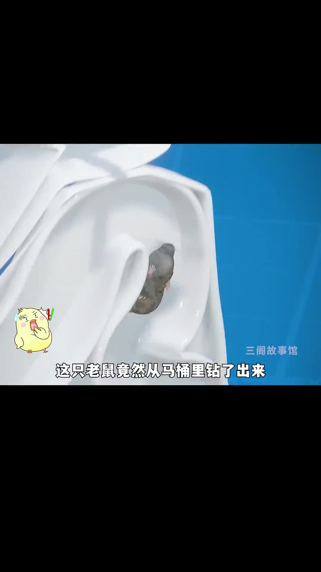 老鼠为什么会从马桶里钻出来