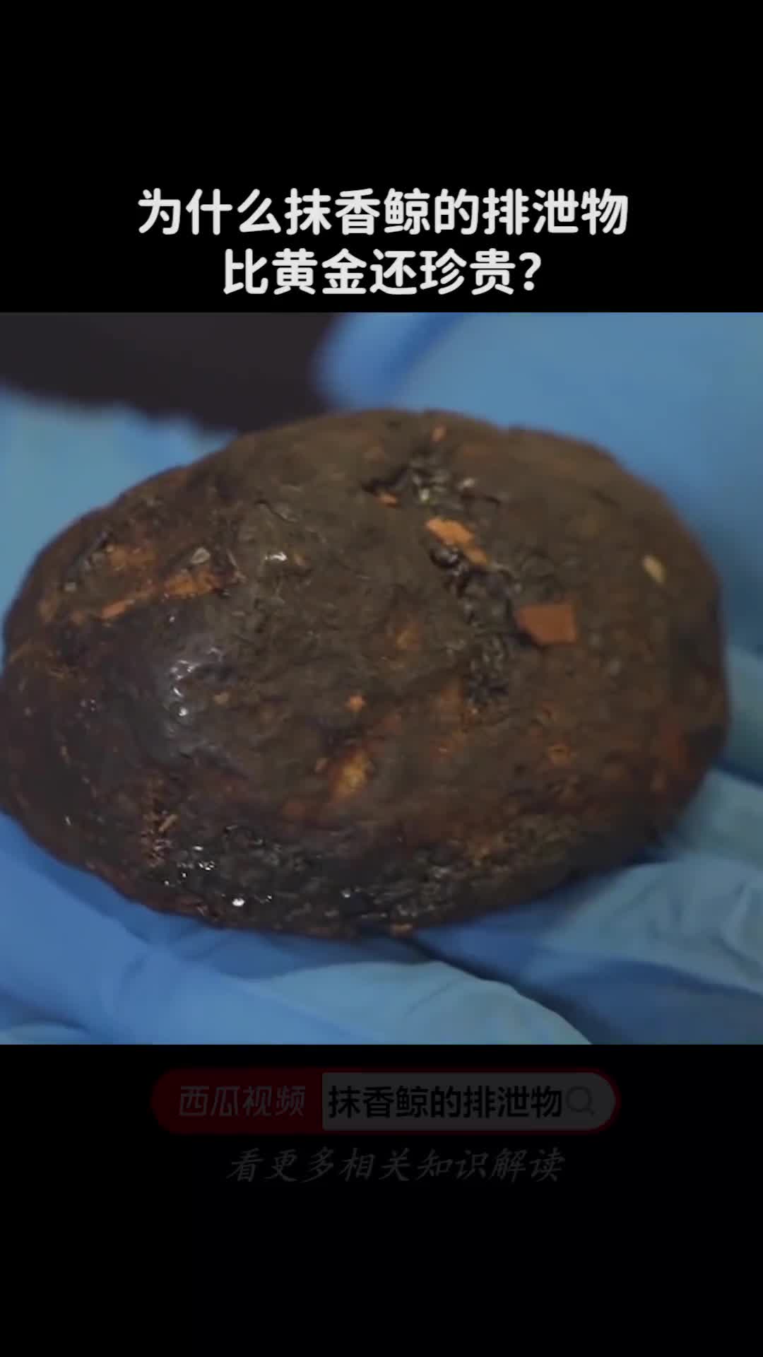为什么抹香鲸的排泄物比黄金还珍贵
