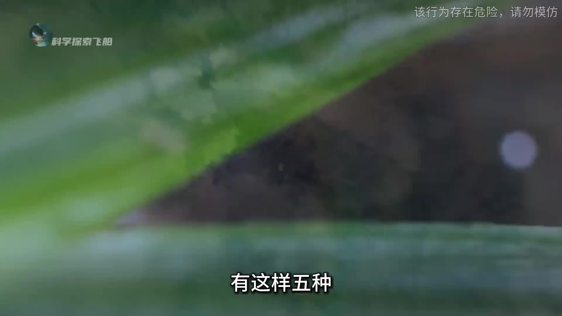 地球上最致命的5种剧毒生物特别是最后一种超乎你的想象