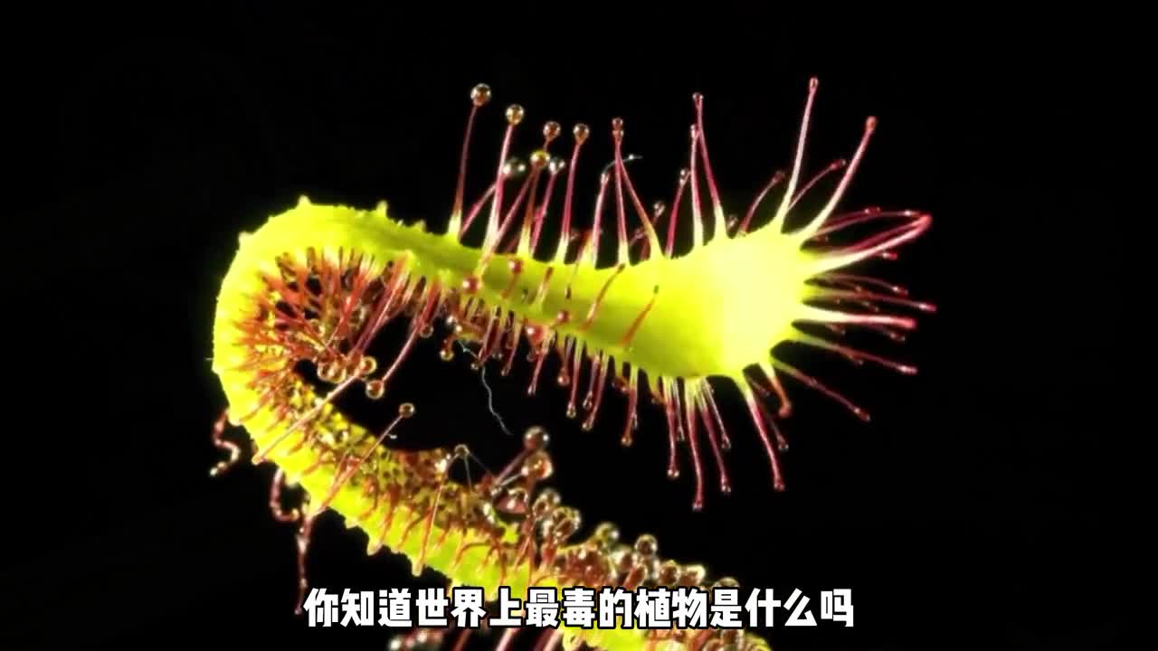 世界上最毒的植物最后一名堪称恐怖