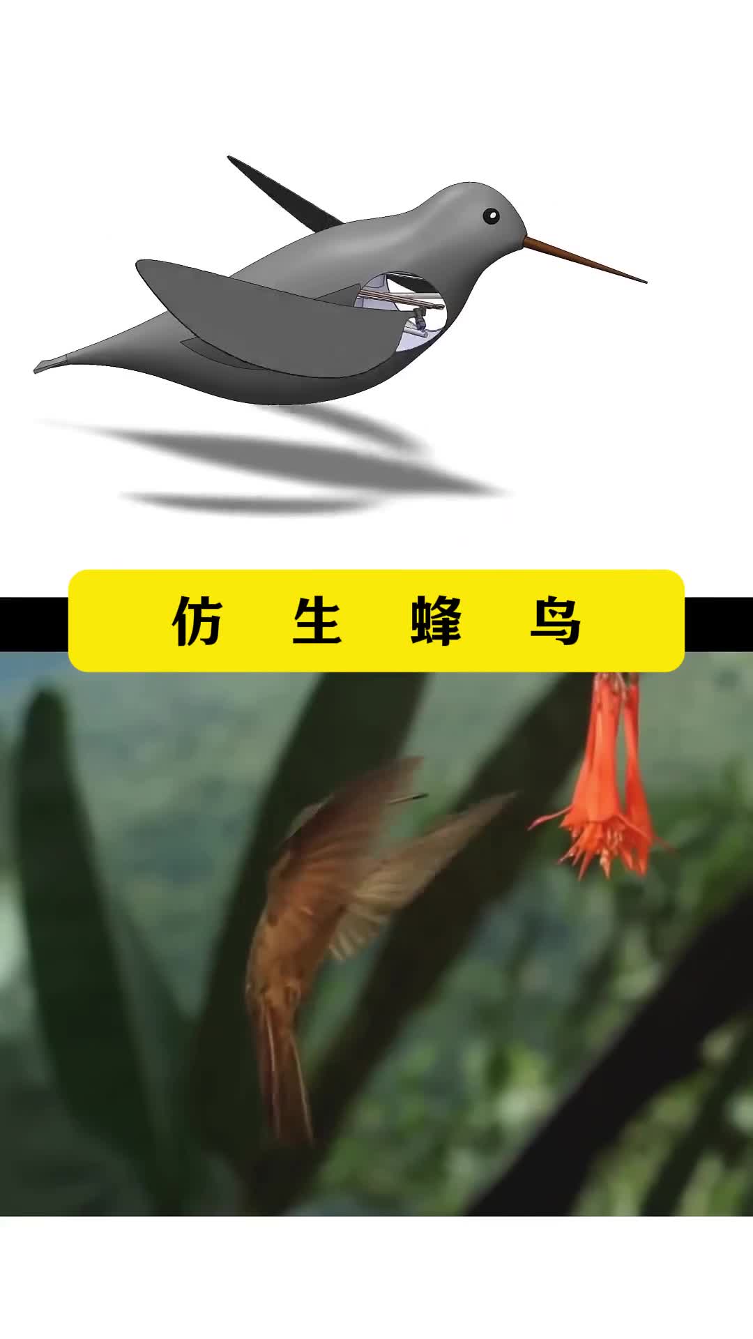 第163集丨科普四种仿生机械设计