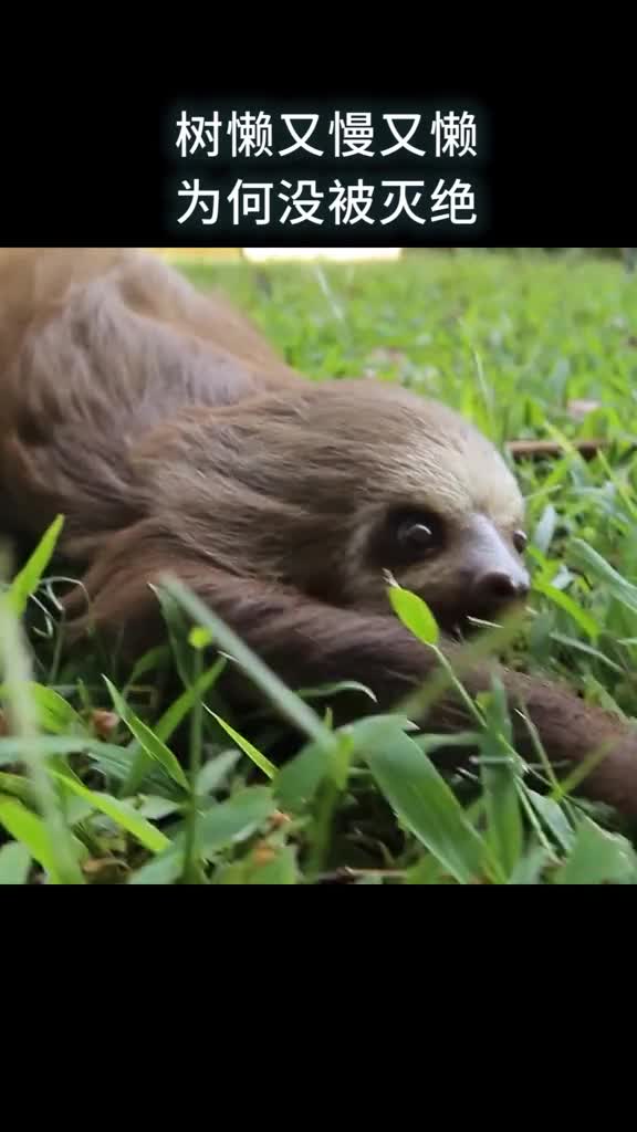 树懒又慢又懒为何没被灭绝