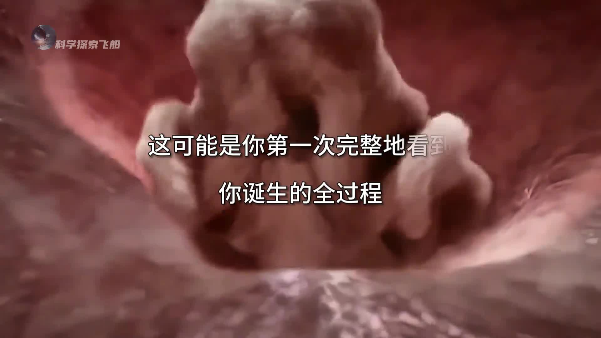 人类诞生全过程到底有多神奇从小蝌蚪变成人感叹生命的伟大