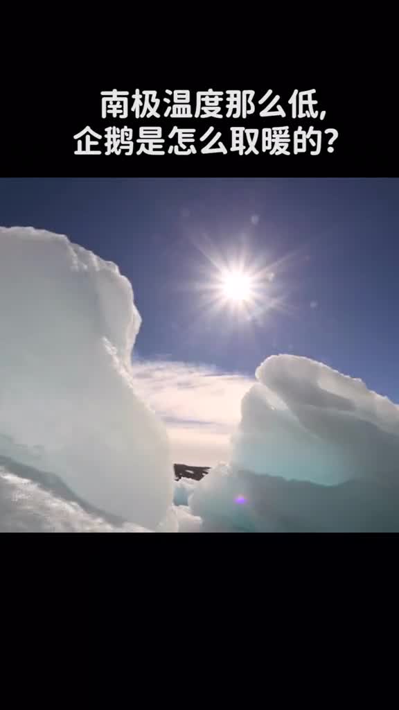 南极温度那么低企鹅是怎么取暖的