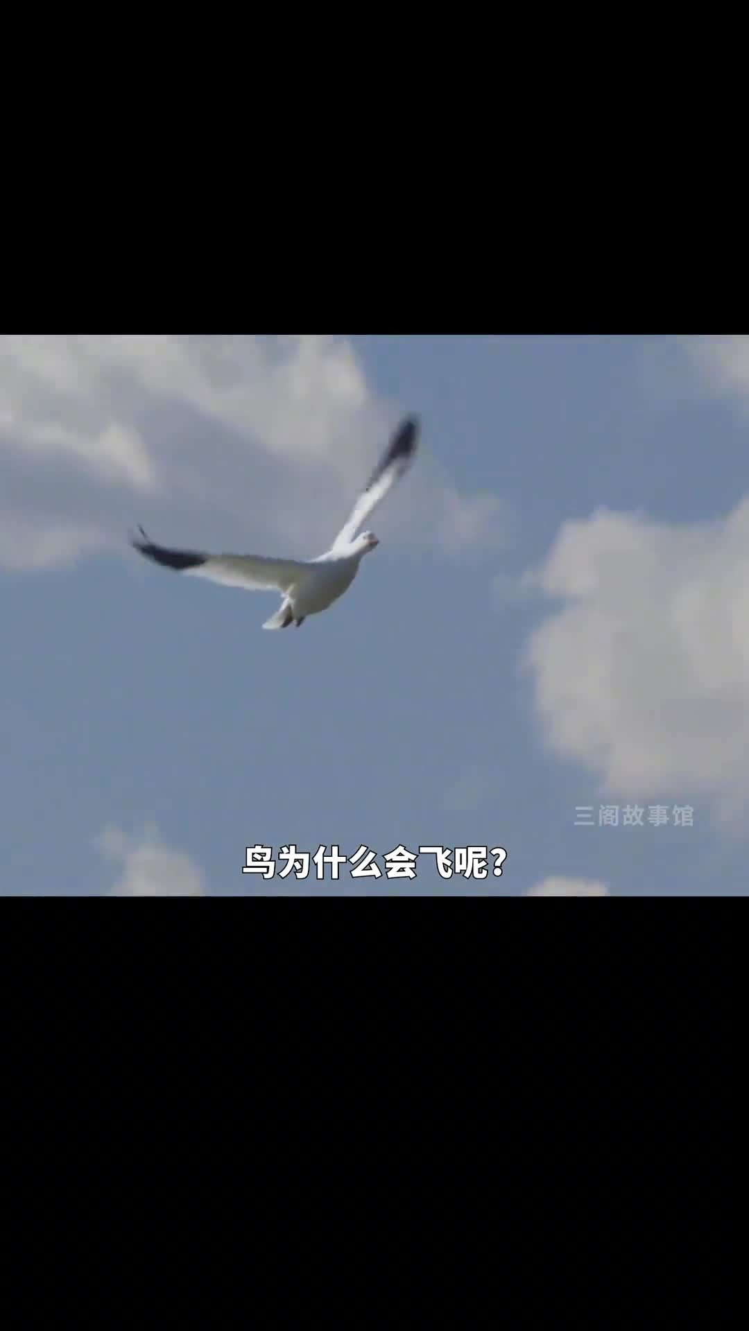 鸟为什么会飞呢