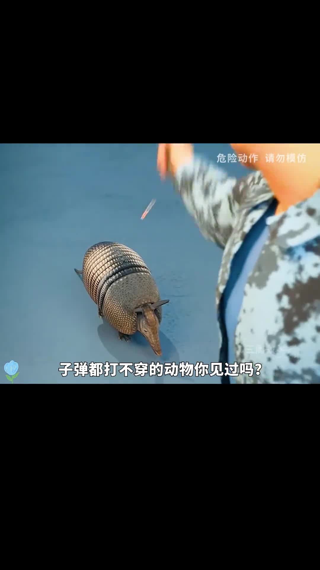 犰狳一种连子弹都打不穿的动物