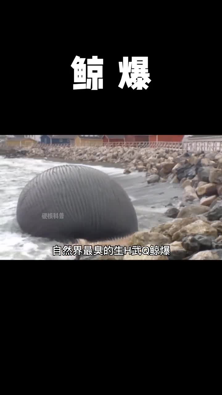 鲸鱼落入海底称为鲸落那么鲨鱼掉入海底改叫什么呢