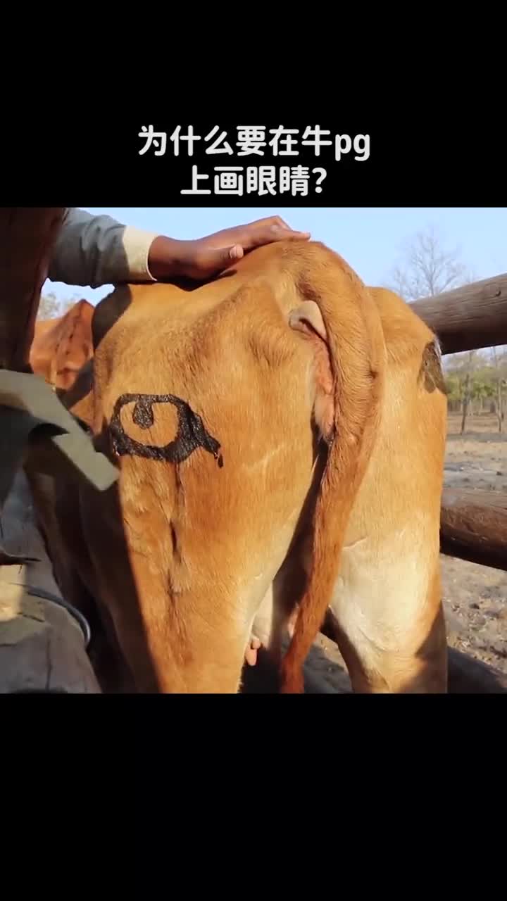 为什么要在牛屁股上画眼睛