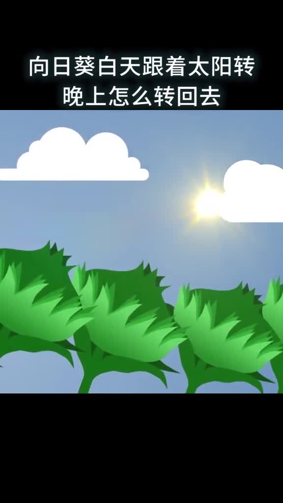 向日葵白天跟着太阳转晚上怎么转回去