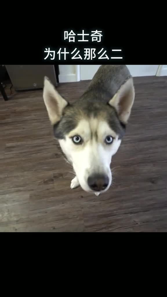 哈士奇为什么那么二