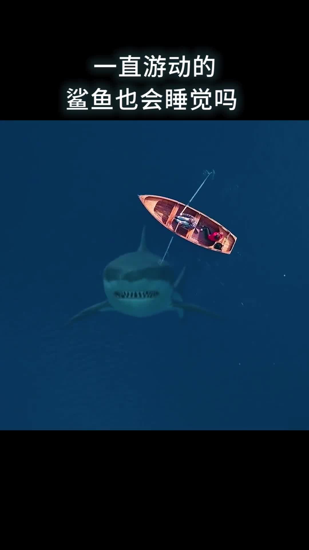 一直游动的鲨鱼也会睡觉吗