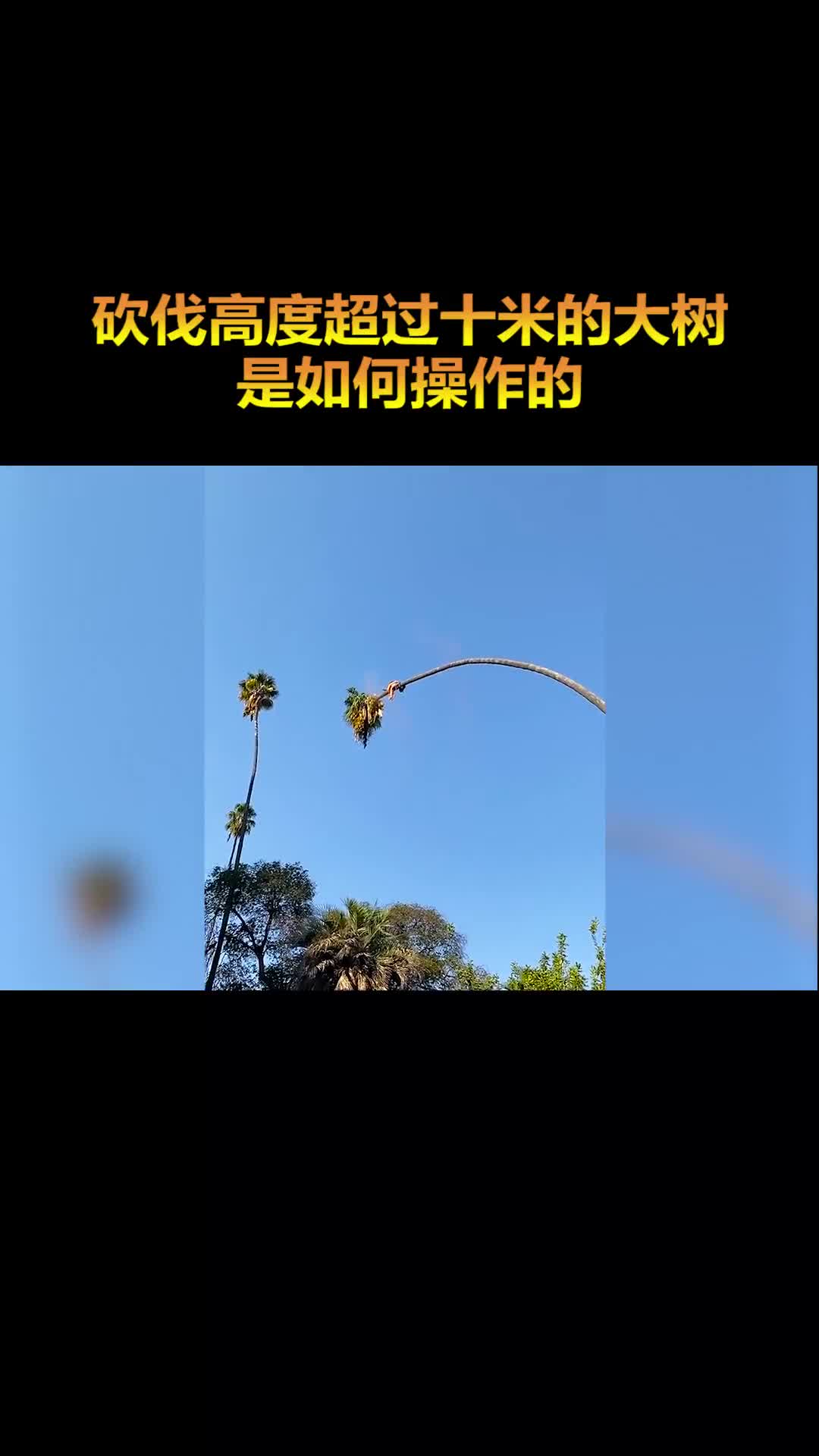 伐木工为何要爬到数十米高的树顶进行砍伐