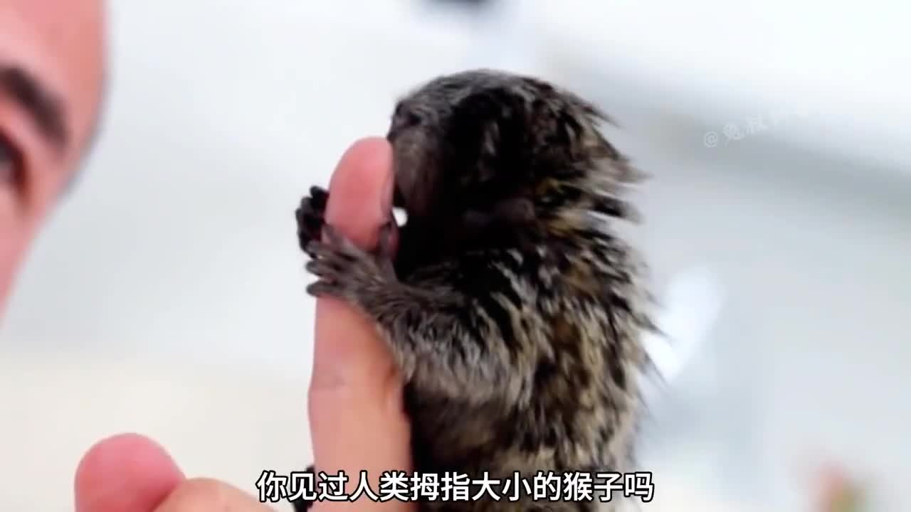 世界上最小的猴子你见过嘛仅有人类拇指大小