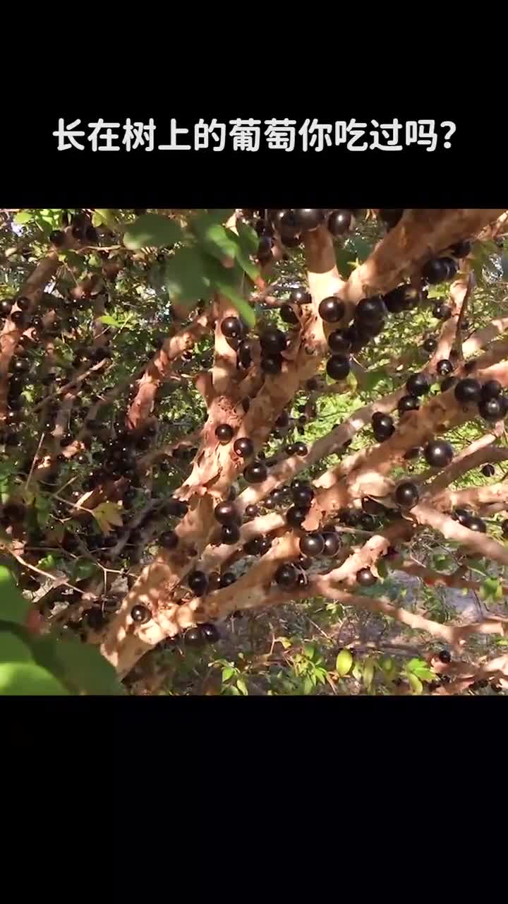长在树上的葡萄你吃过吗