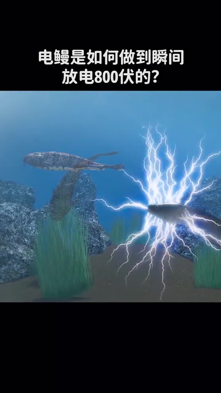 电鳗是如何做到瞬间放电800伏的