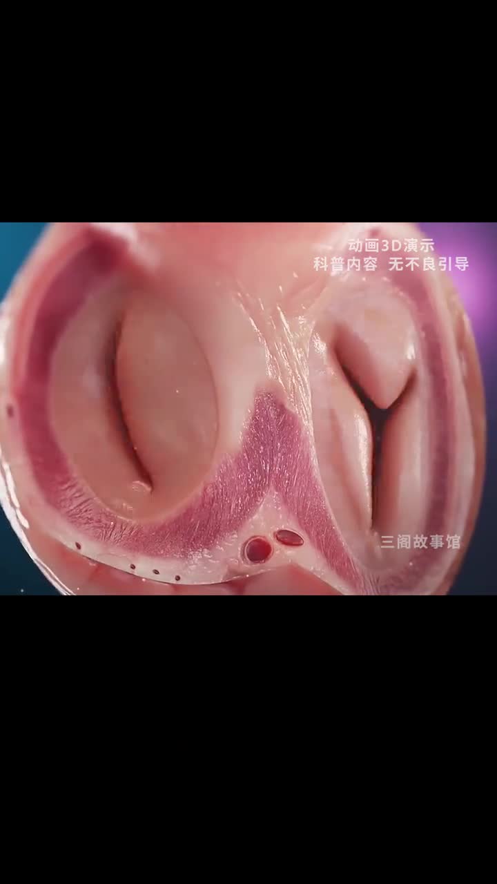 生命超级发动机人体最勤奋的器官