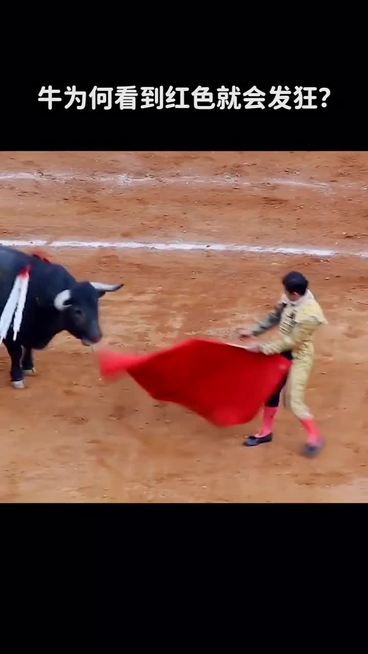 牛为何看到红色就会发狂