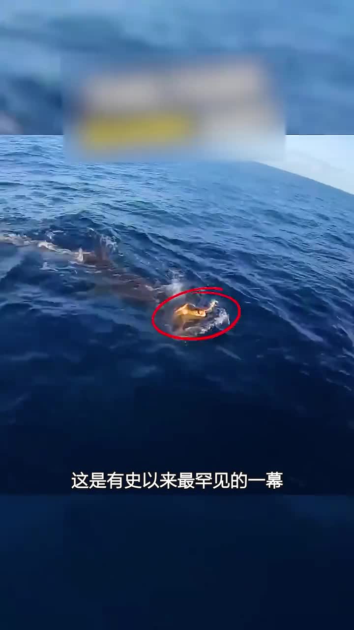 鲨鱼协助海龟寻求人类的帮忙万物皆有灵性