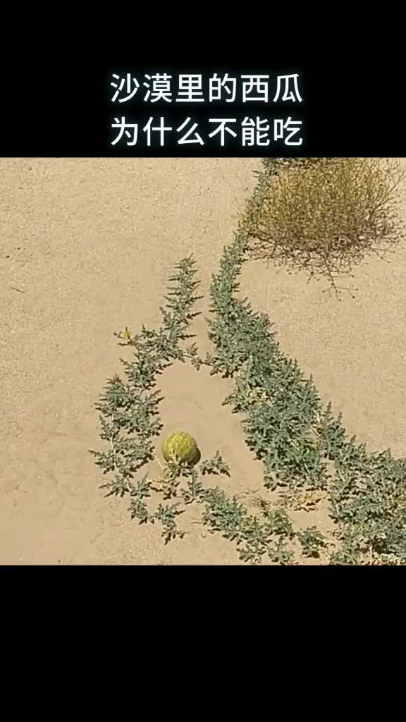 沙漠里的西瓜为什么不能吃