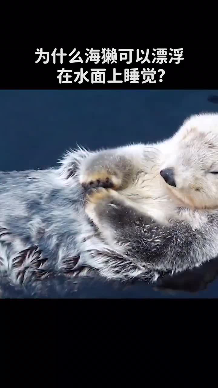 为什么海獭可以漂浮在水面上睡觉