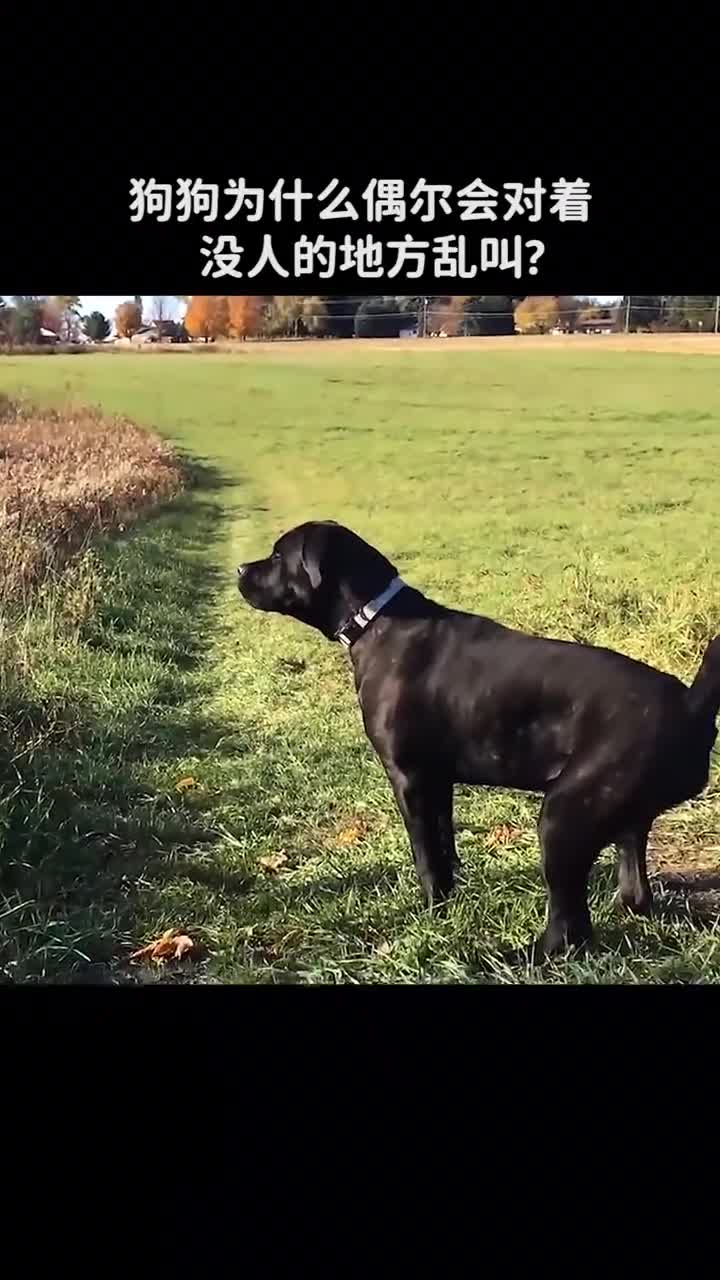狗狗为什么会对着没人的地方乱叫呢