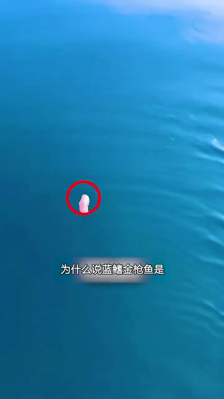 蓝鳍金枪鱼的价值