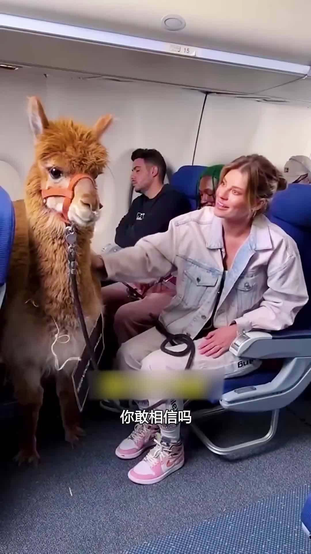 国外推出的友好宠物航班惊掉了我的下巴