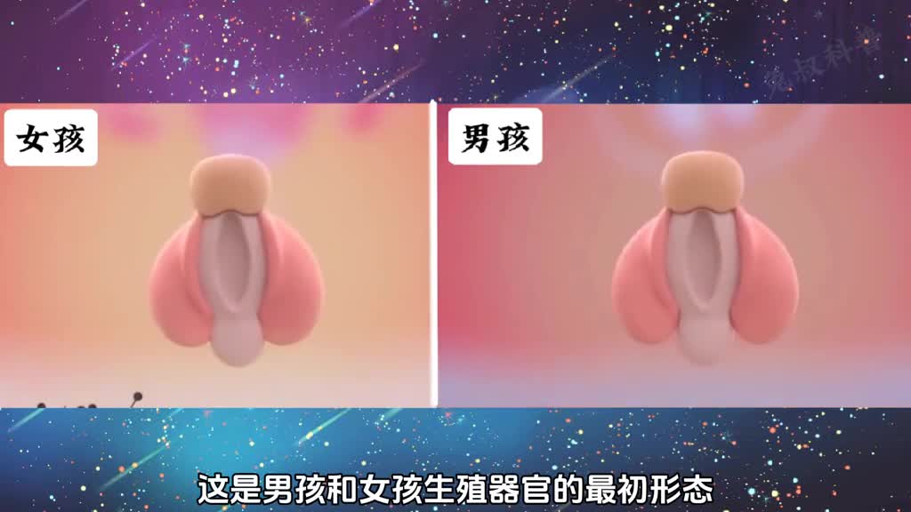 胎儿的性别到底由谁决定是妈妈还是爸爸呢