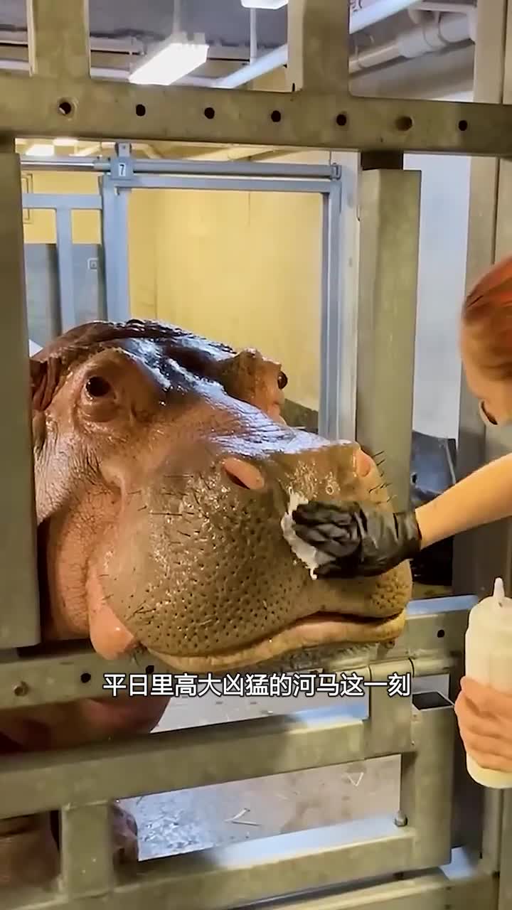 河马鼻子上色的原因