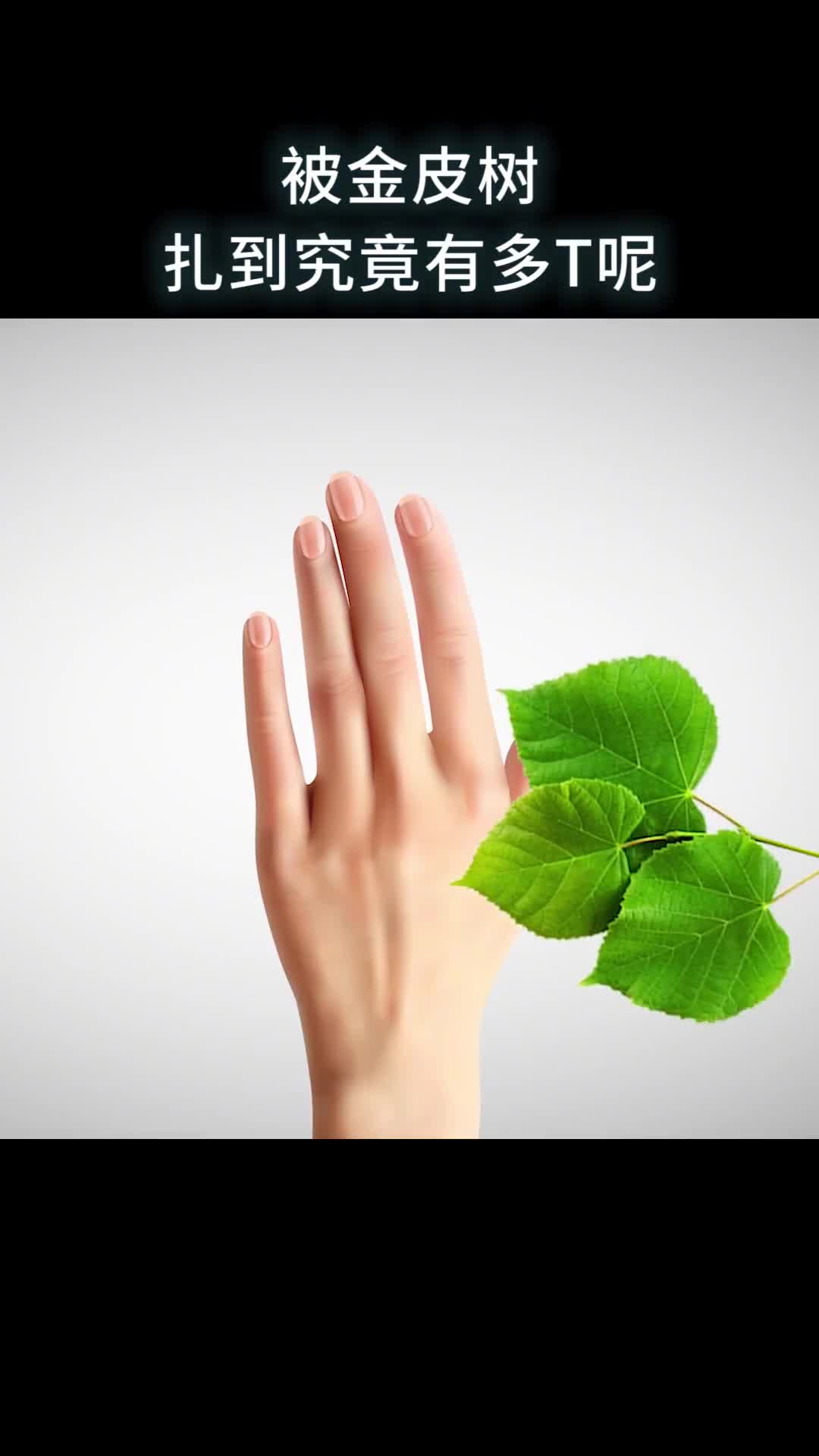 被金皮树扎到究竟有多疼呢