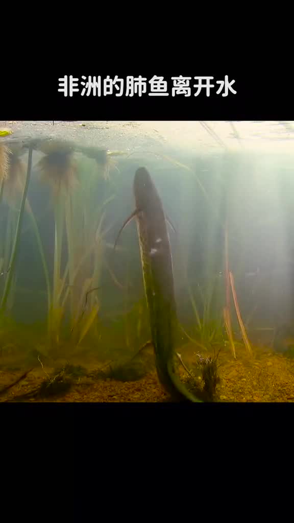非洲的肺鱼离开水还能存活四年