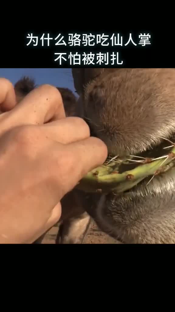 为什么骆驼吃仙人掌不怕被刺扎