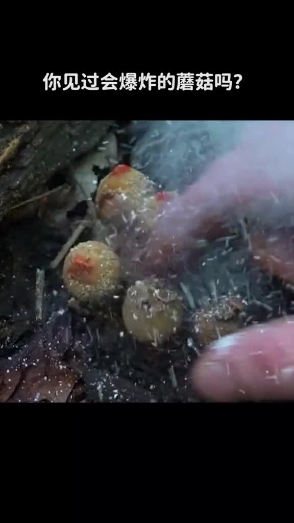 你见过会爆炸的蘑菇吗