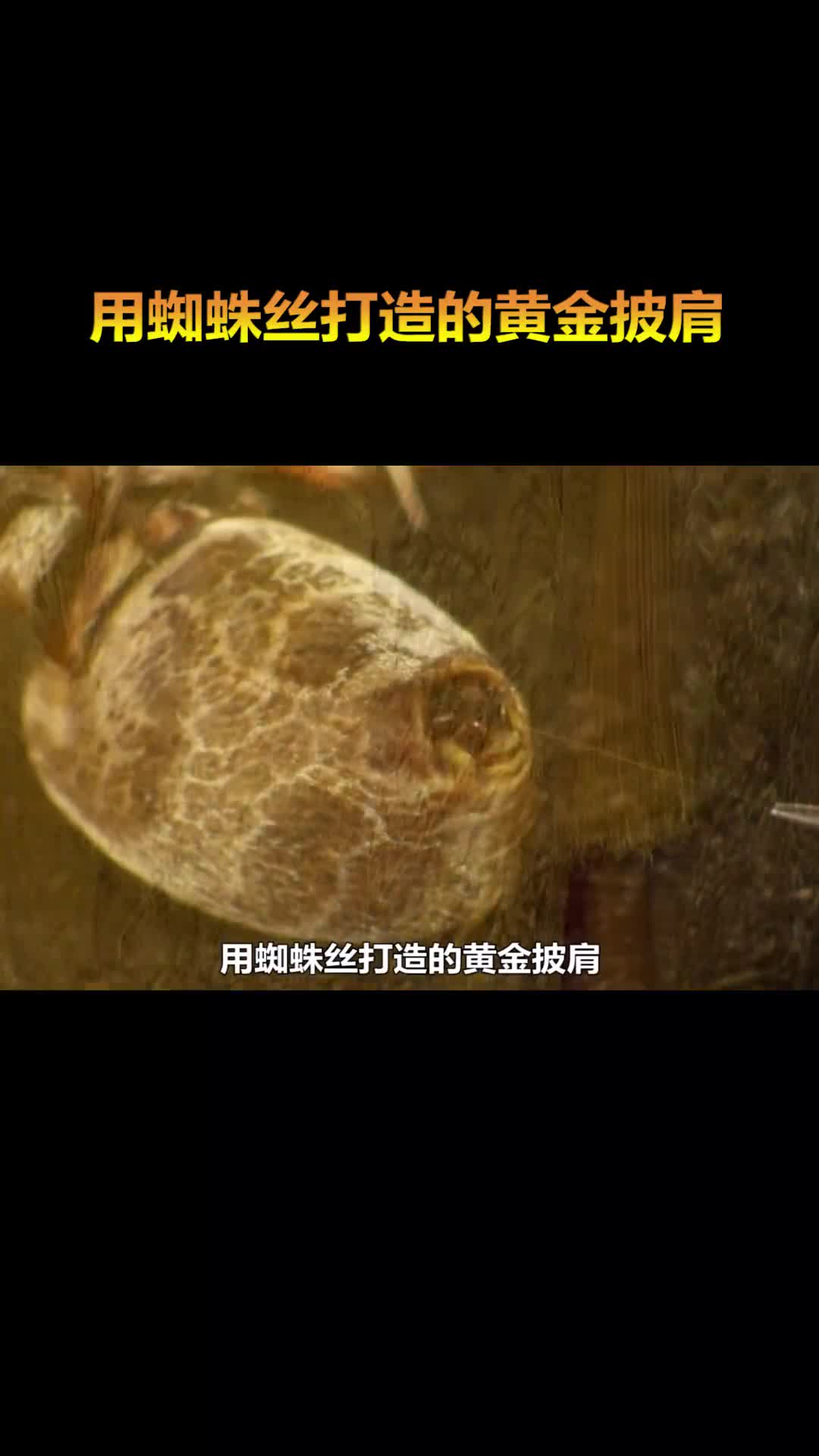 用蜘蛛丝打造的黄金披肩你见过吗