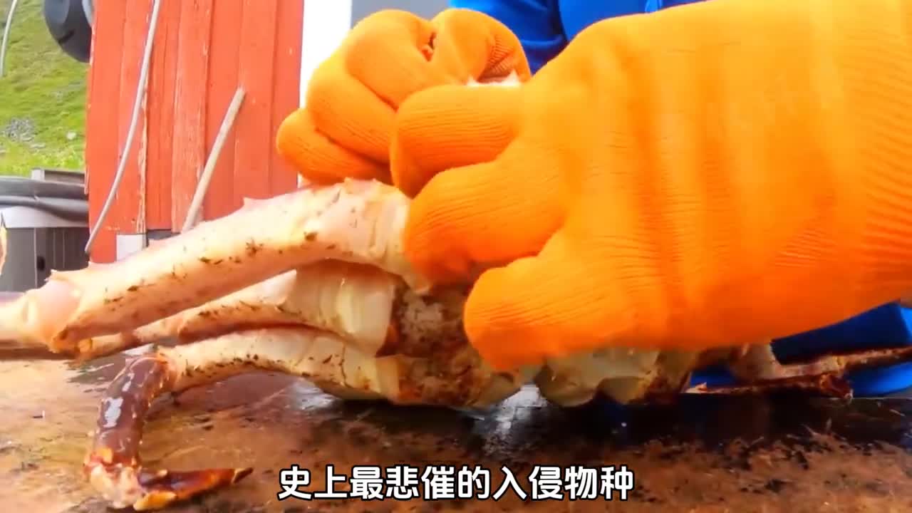 卑微的入侵物种本想入侵结果被吃货吃到快要灭绝