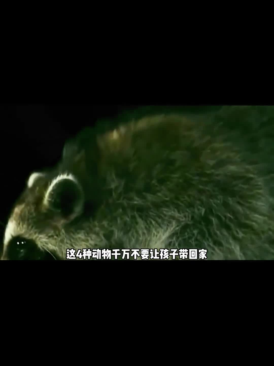 这四种动物一定要注意分别千万不要带回家