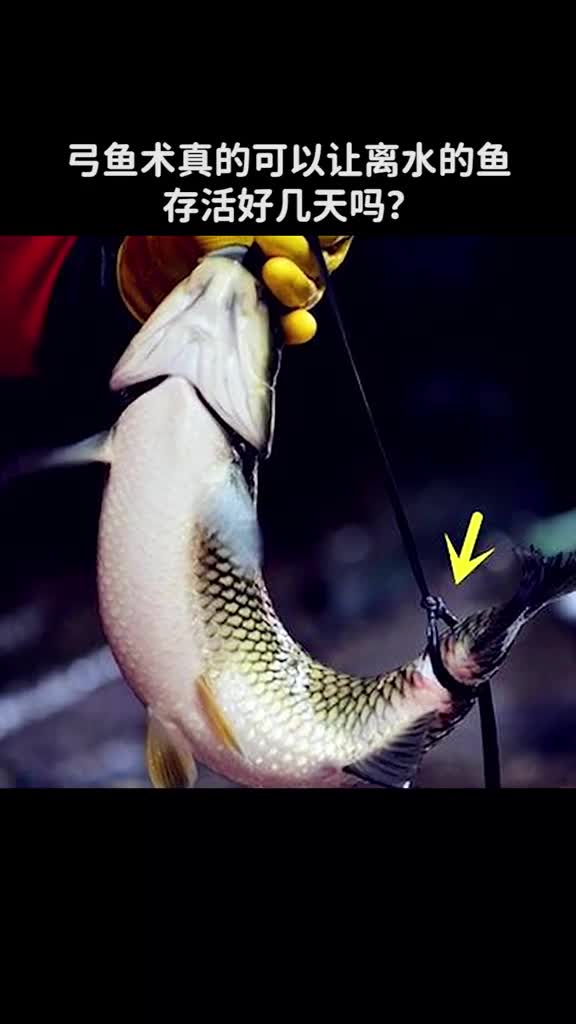 弓鱼术真的可以让离水的鱼存活好几天吗