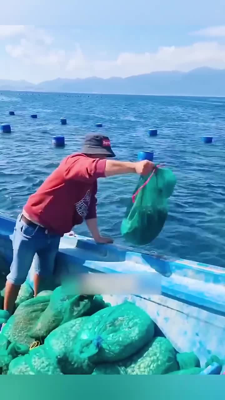 越南人养殖龙虾的方式