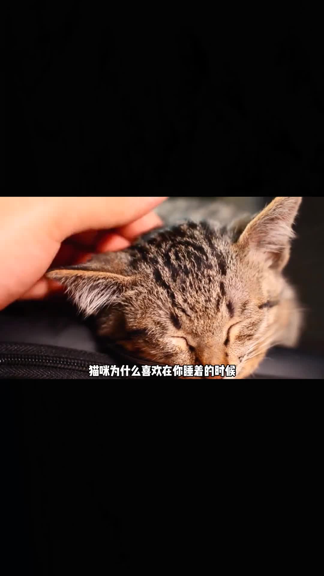 你睡着的时候为什么猫咪要过来闻一下