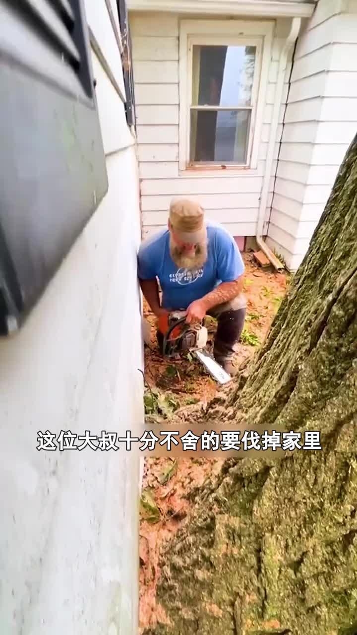 伐树的正确方法