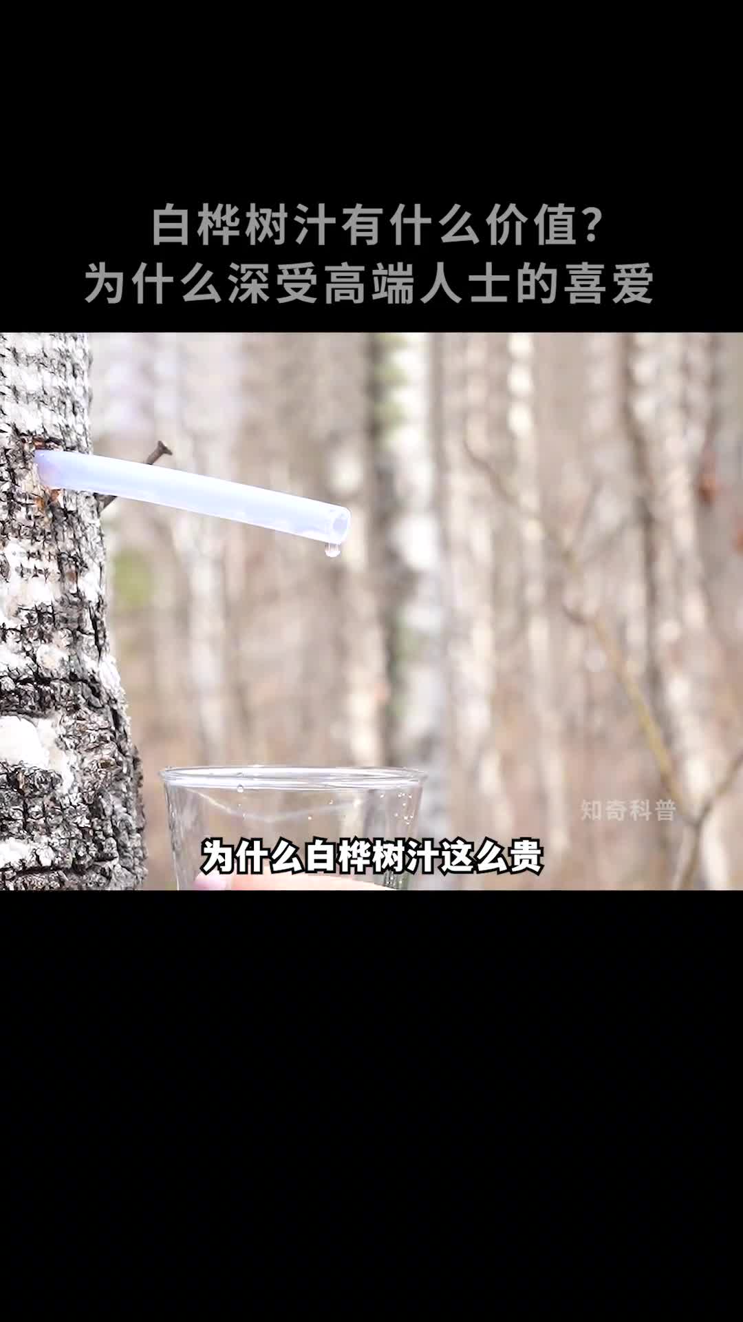 为什么高端人士都喜欢喝白桦树汁