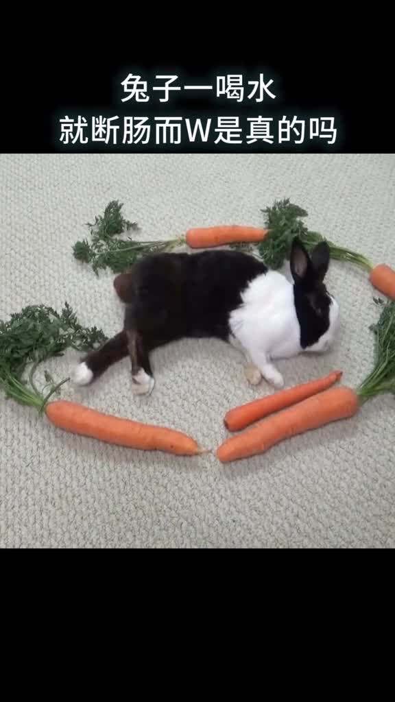 兔子一喝水就断肠而W是真的吗