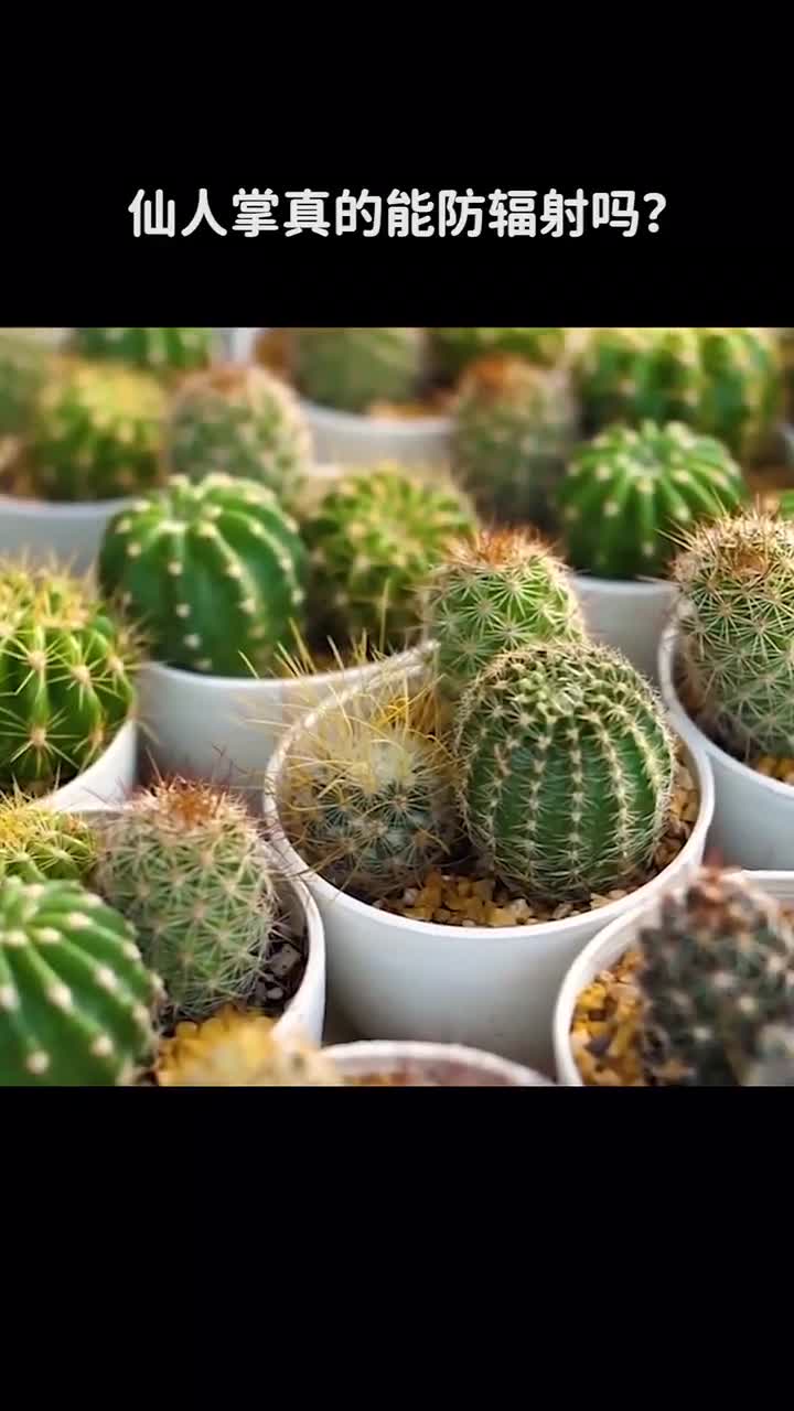 仙人掌真的能防辐射吗