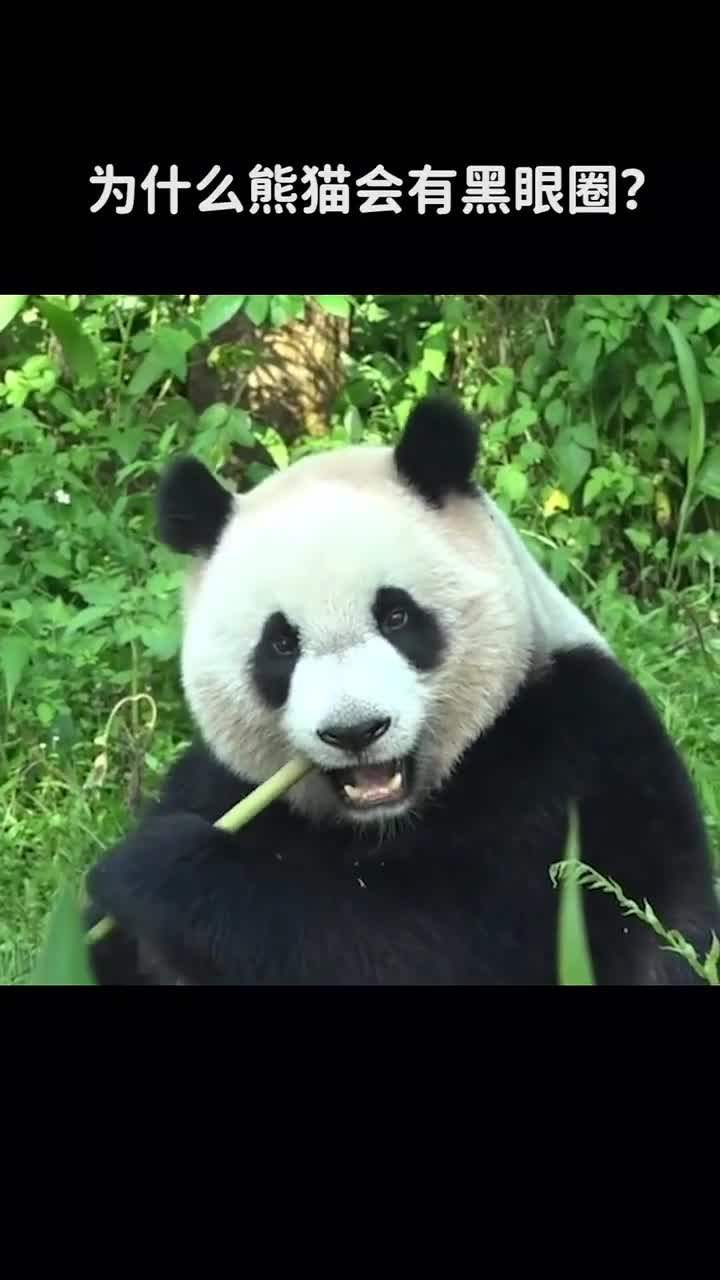为什么熊猫会有黑眼圈