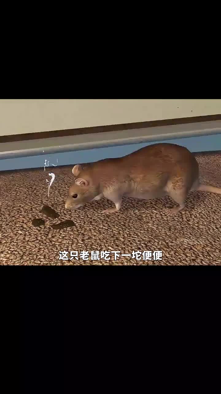 这只老鼠竟然爱上了猫