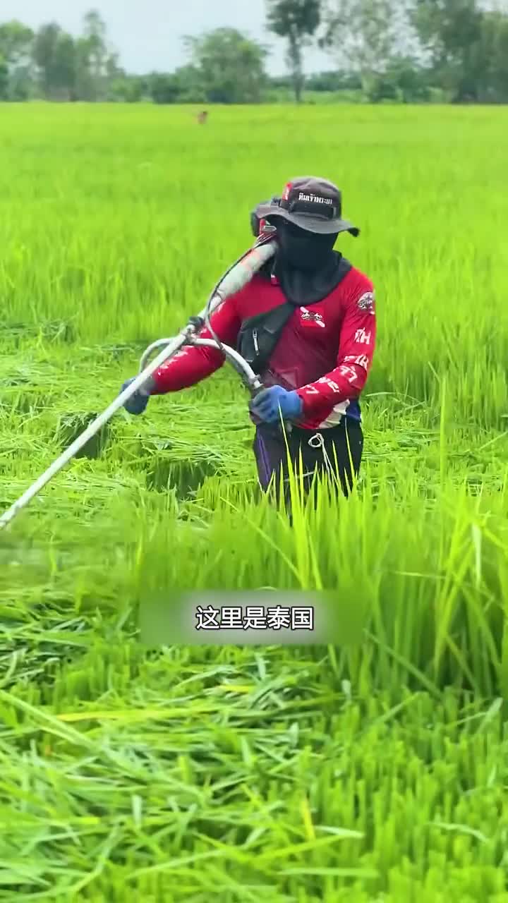 泰国人这样修剪水稻