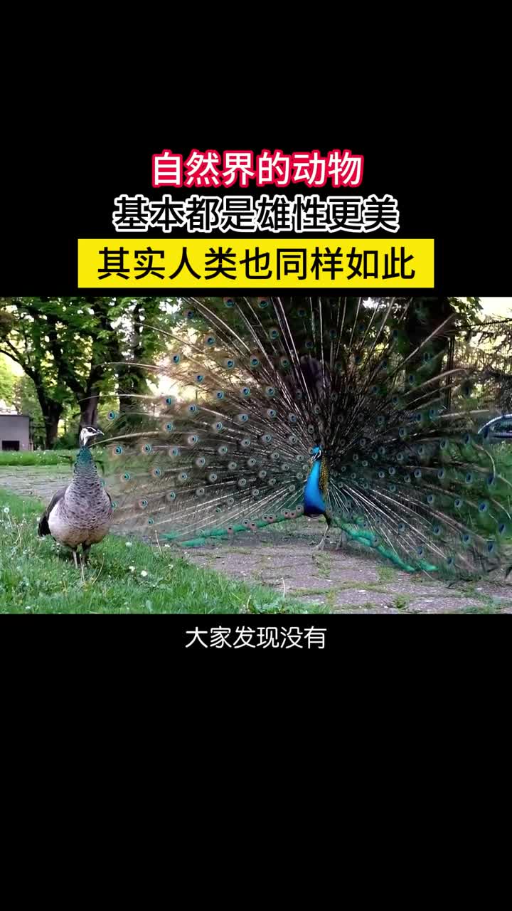 自然界的动物大都是雄性更加美丽其实人类同样如此大家发现没有自然界的动物基本都是雄性更美比如雄孔雀才会开屏雌孔雀灰扑扑的雄狮的鬃毛威武雄壮雌狮则逊色很多
