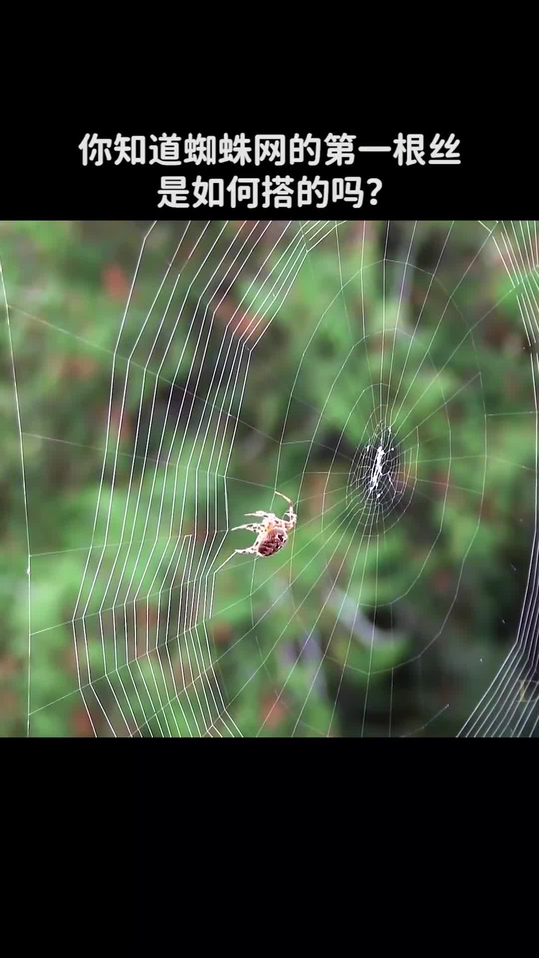你知道蜘蛛的第一根丝是怎么从这一头连接到另一头的