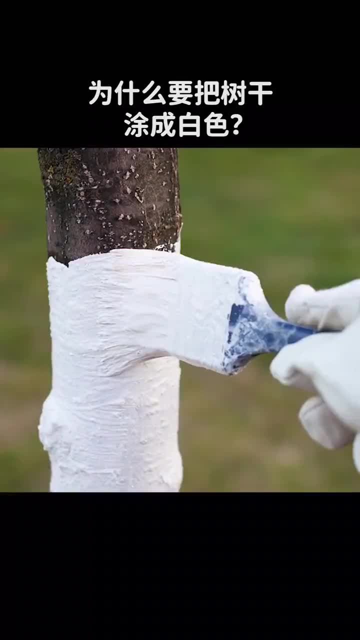 路边的树木为什么都要涂白