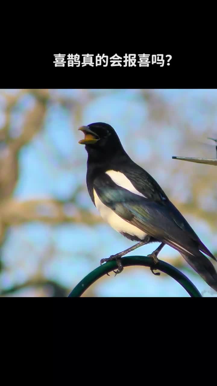 喜鹊真的会报喜吗